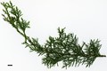 SpeciesSub: var. baja-californica